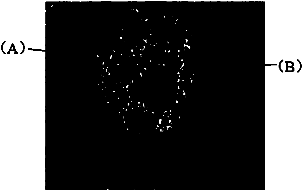 Method for building lipopolysaccharide induced piglet liver cell programmed necrosis model