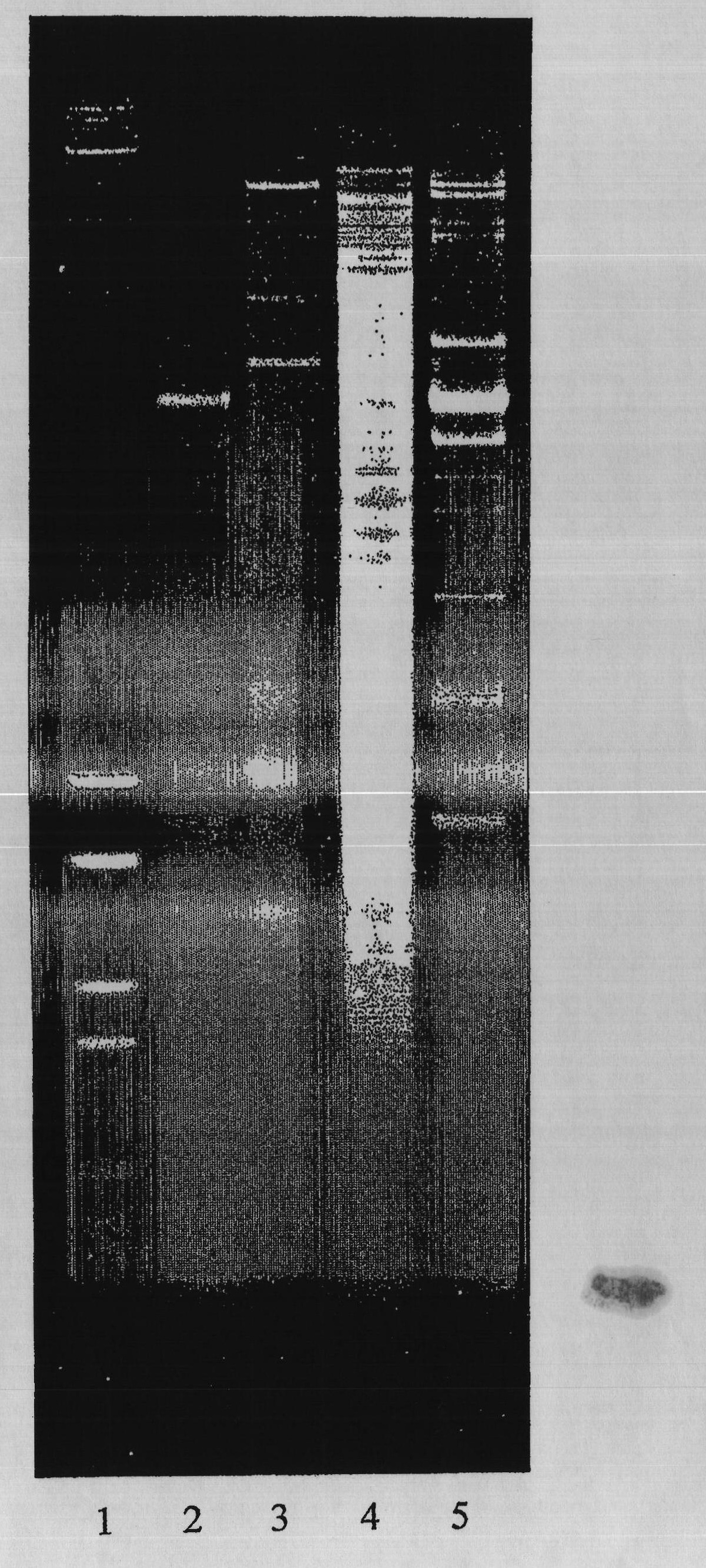 Compositions comprising Lactobacillus plantarum strains in combination with tannin and new Lactobacillus plantarum strains