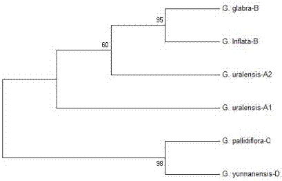 Medicinal liquorice root consanguinity identification method based on ITS2 sequence