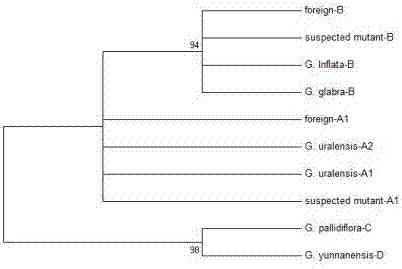 Medicinal liquorice root consanguinity identification method based on ITS2 sequence