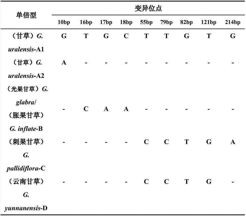 Medicinal liquorice root consanguinity identification method based on ITS2 sequence