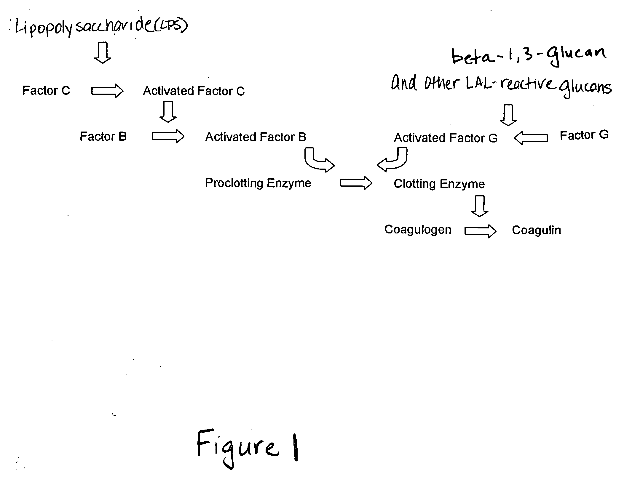 Methods and compositions for the detection and/or quantification of gram positive bacterial contaminants