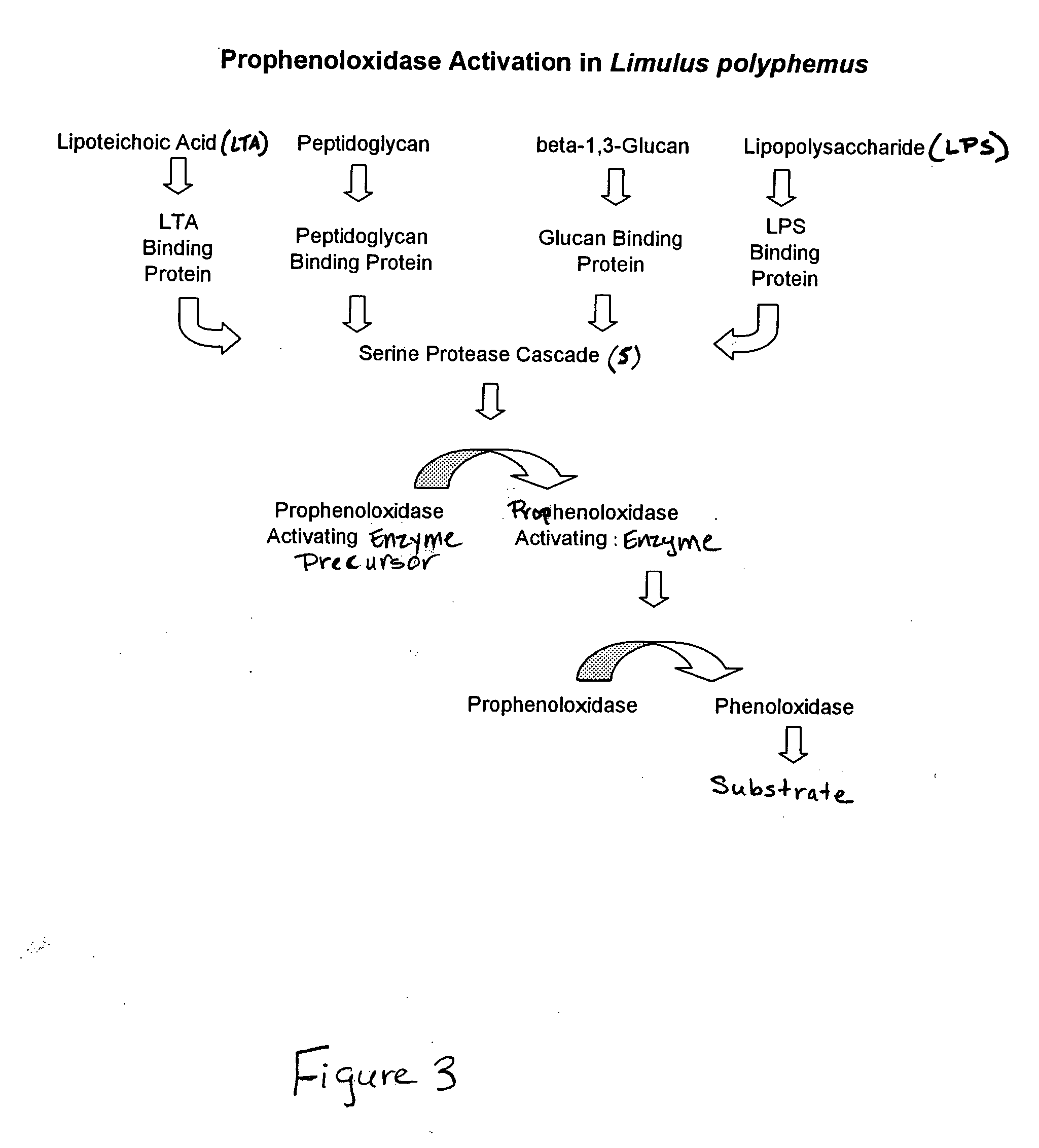 Methods and compositions for the detection and/or quantification of gram positive bacterial contaminants