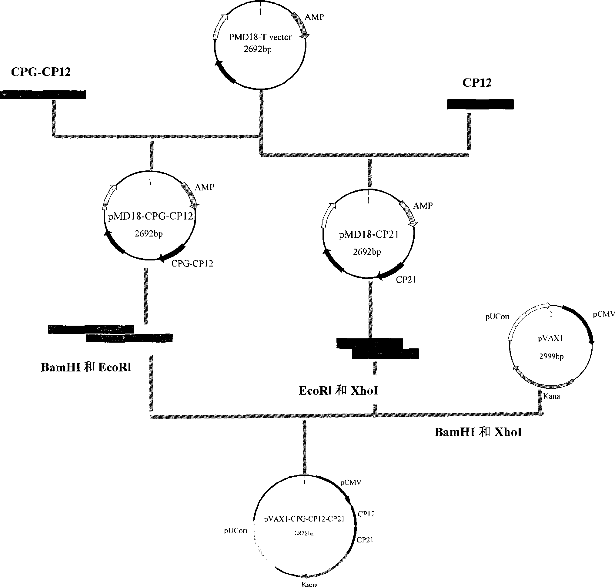 Cryptosporidum parvum bivalent nucleic acid vaccine and preparation method thereof