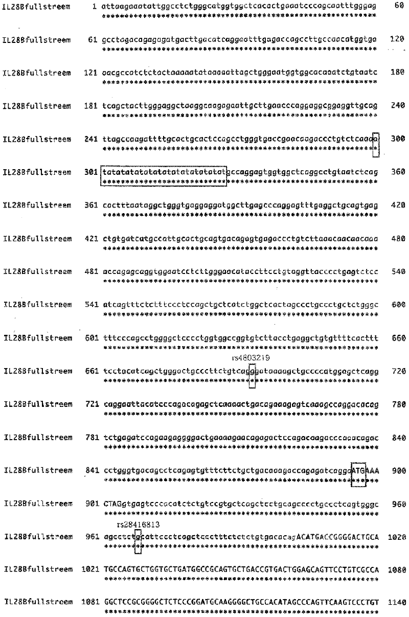 Marker for predicting therapeutic effect on hepatitis c, method for predicting therapeutic effect on hepatitis c, and prophylaxis or therapeutic agent for hepatitis c