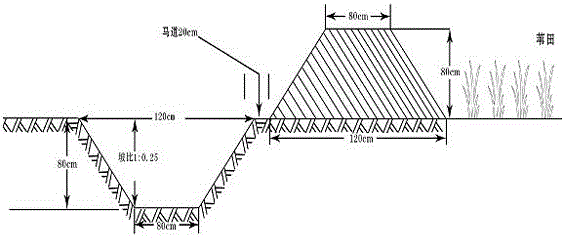 Silty coastal tidal flat vegetation restoration method