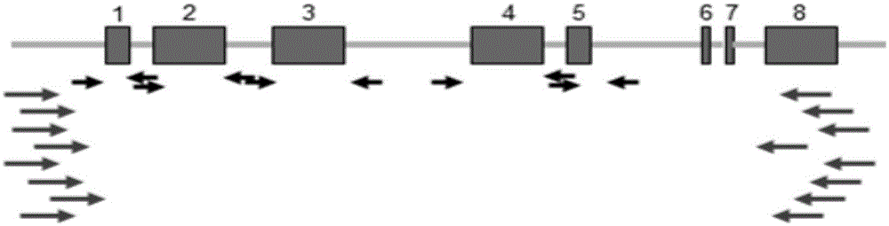 Group-specific amplification primer, sequence-based typing method and kit for HLA genes