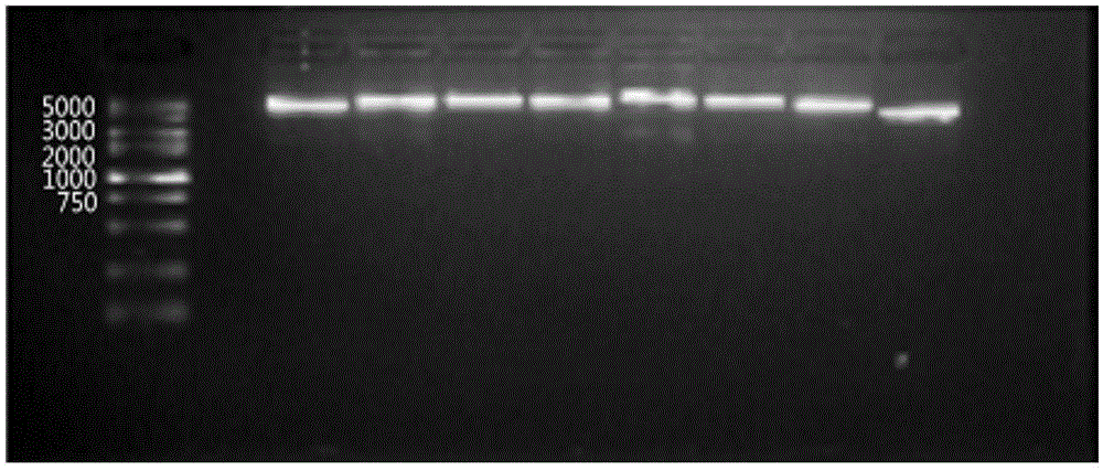 Group-specific amplification primer, sequence-based typing method and kit for HLA genes