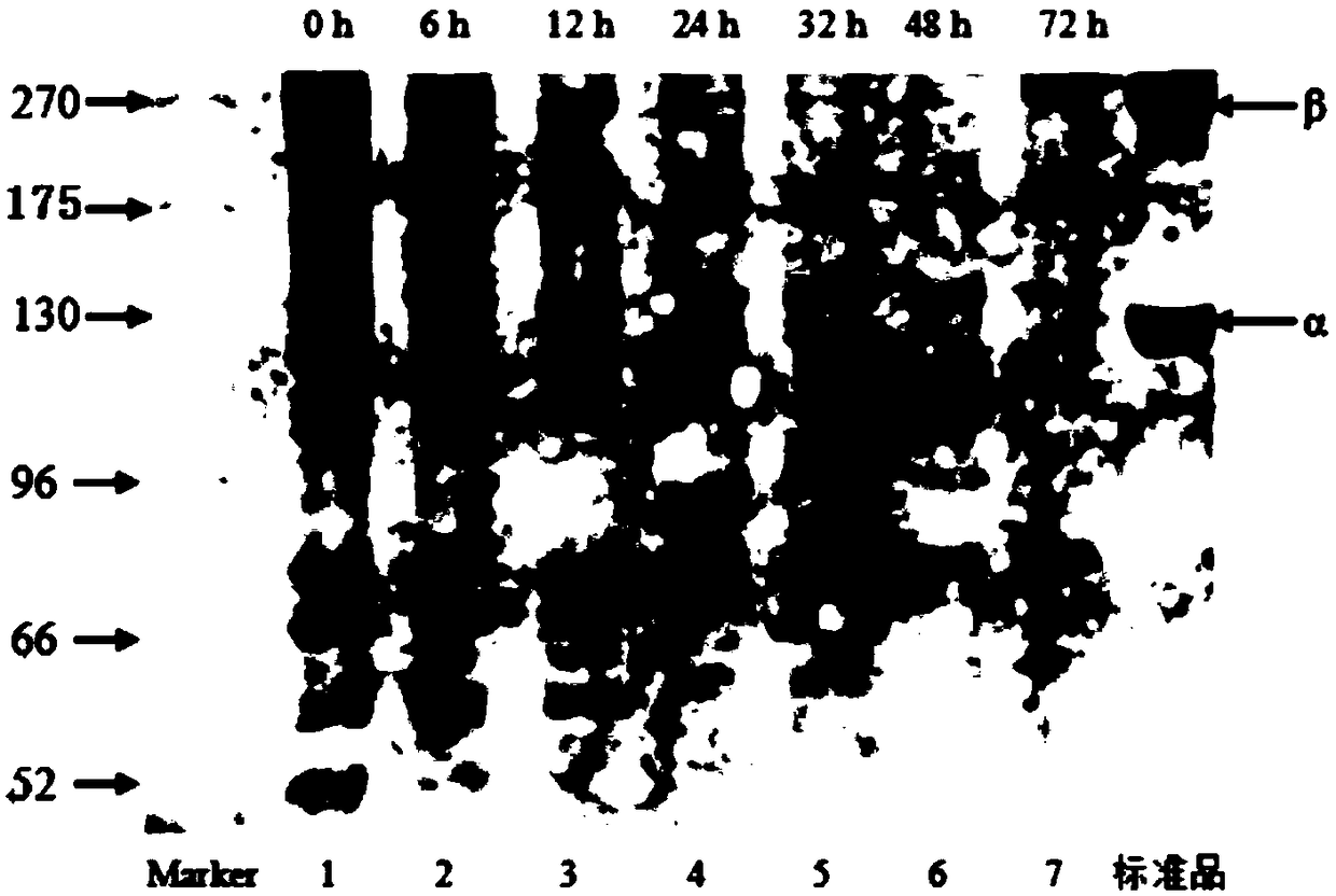 Detection method of collagen terminal peptide