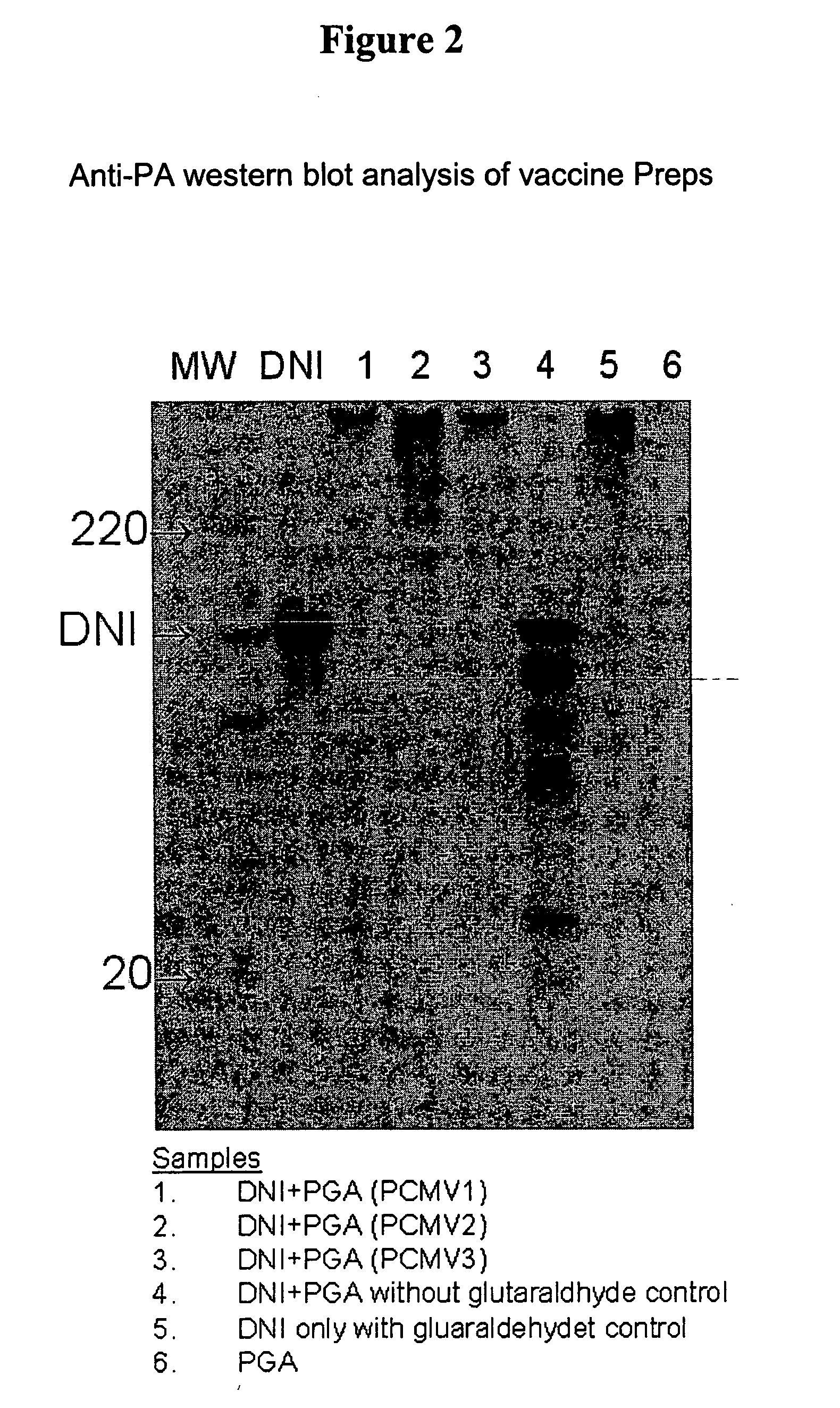 Protein matrix vaccines and methods of making and administering such vaccines