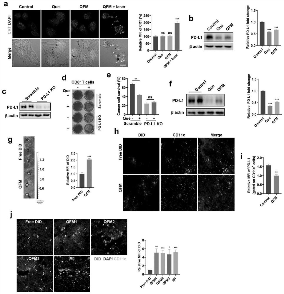 Quercetin iron ion micelle and application thereof in tumor photothermal immunotherapy