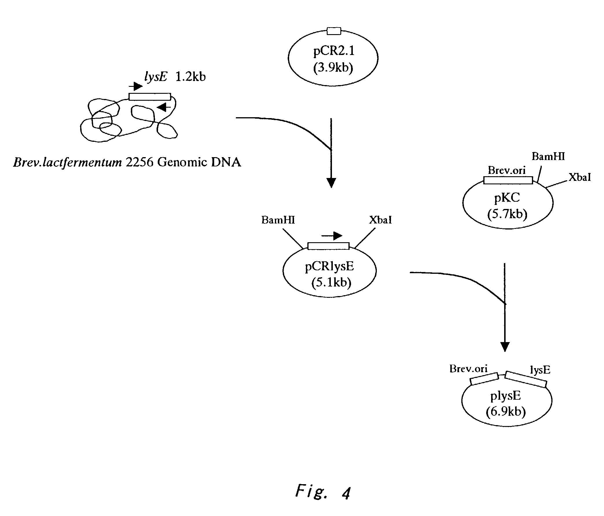 Method for producing L-arginine