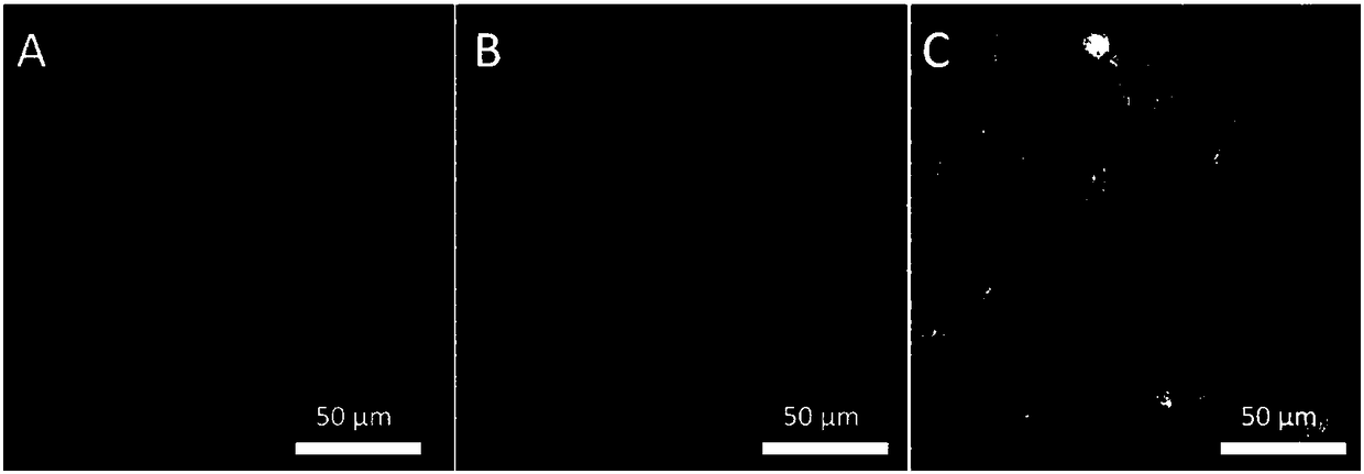 Method of improving directional imaging ability of carbon dots to cell nucleolus