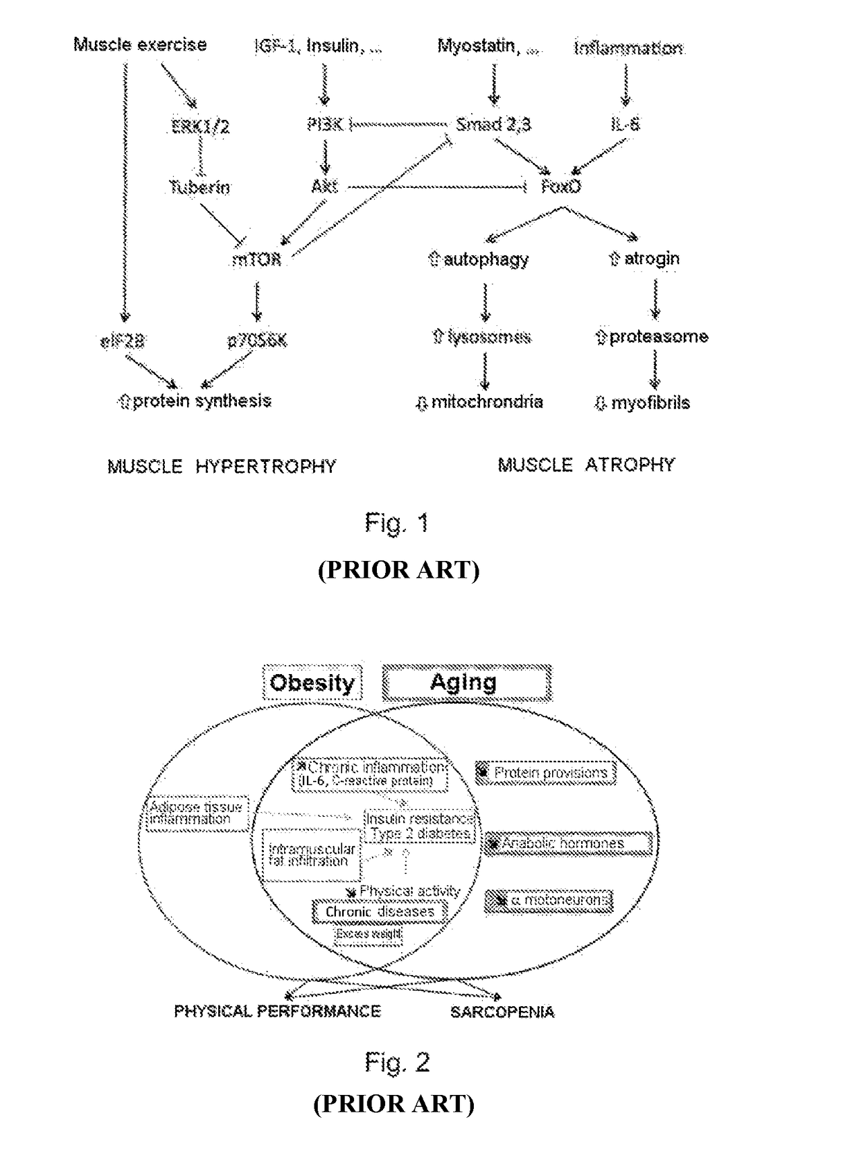 Chemical compounds and use thereof for improving muscular quality