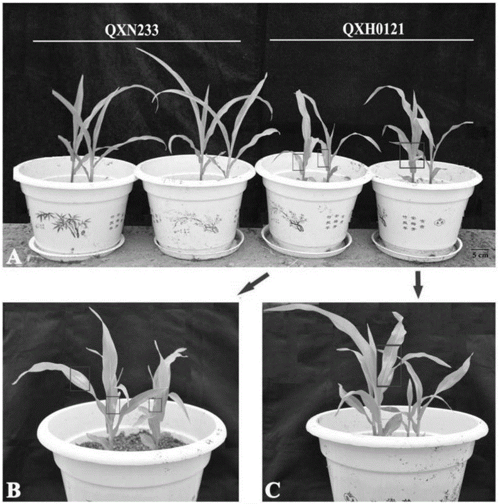 Salt tolerance screening and identification method for corn in seedling stage