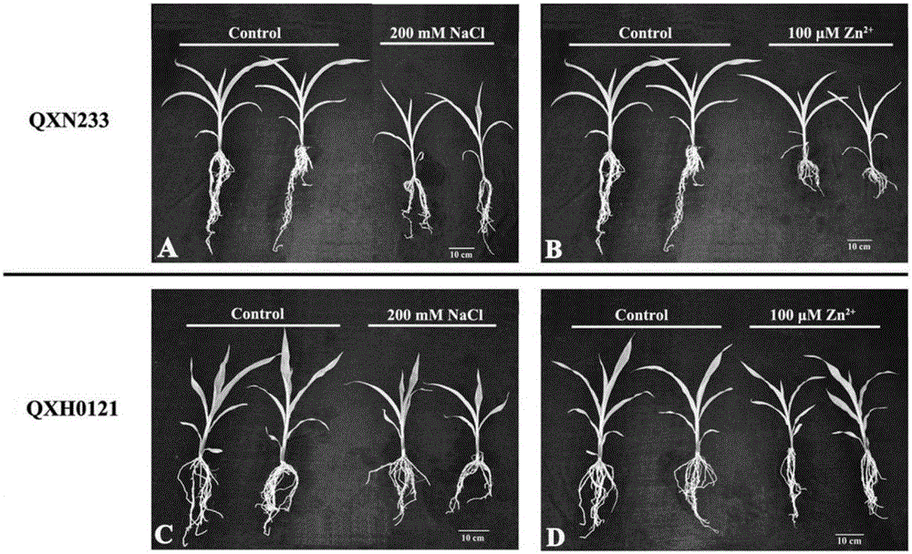 Salt tolerance screening and identification method for corn in seedling stage