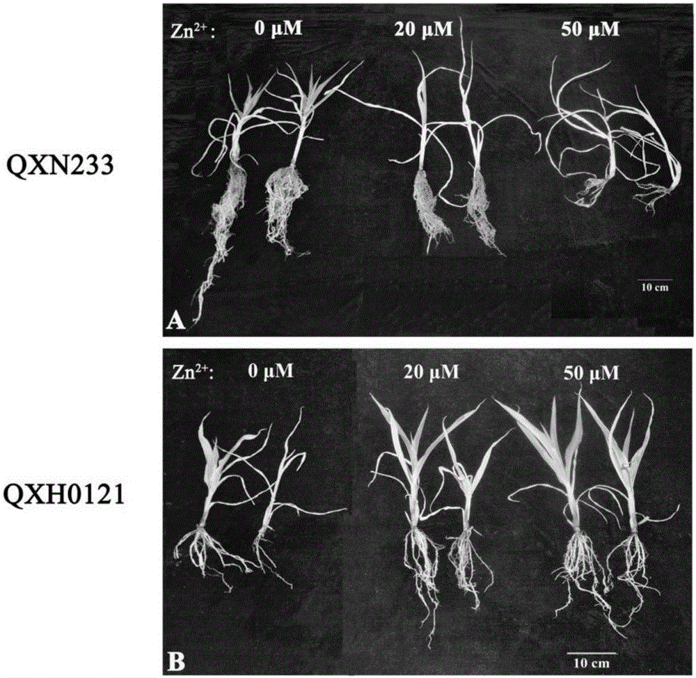 Salt tolerance screening and identification method for corn in seedling stage