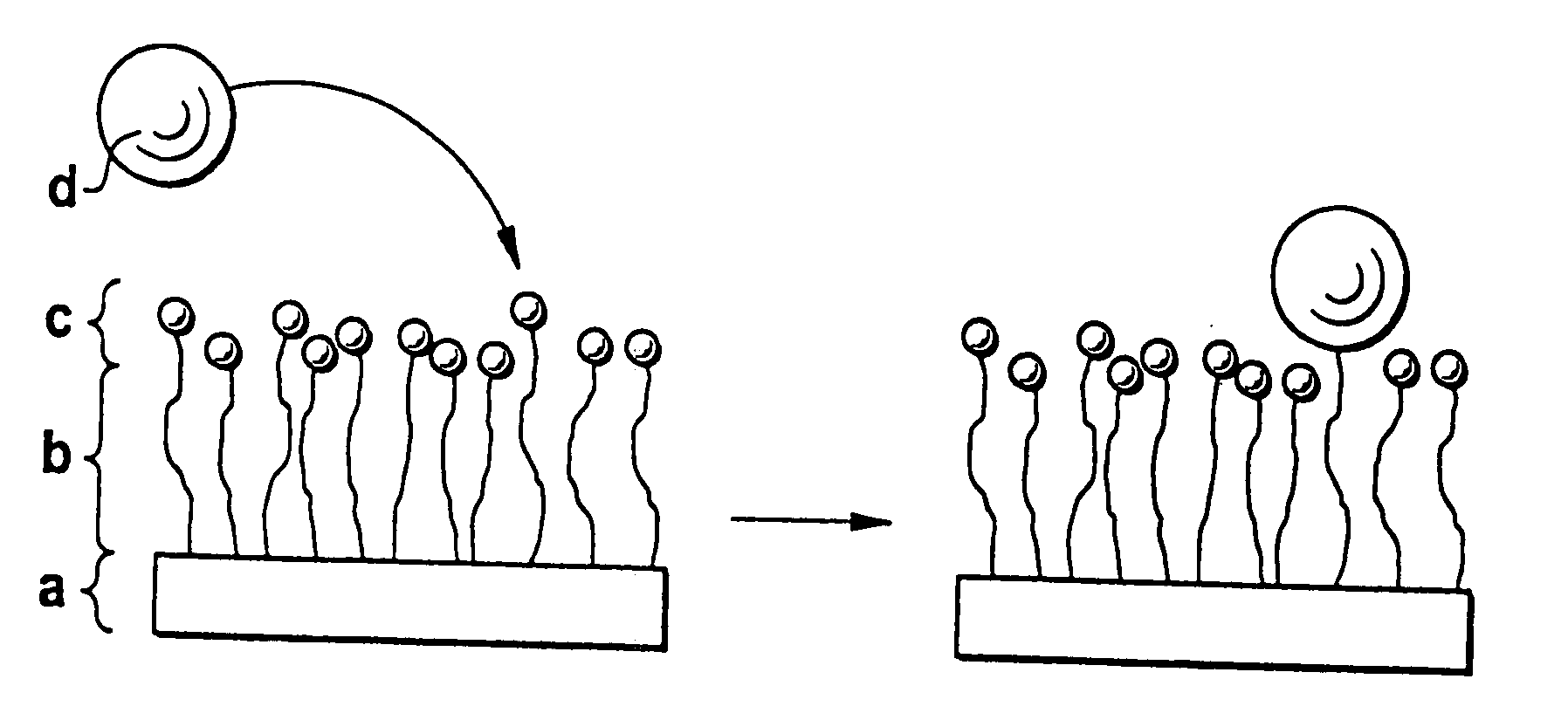 Biodegradable block copolymers with modifiable surface