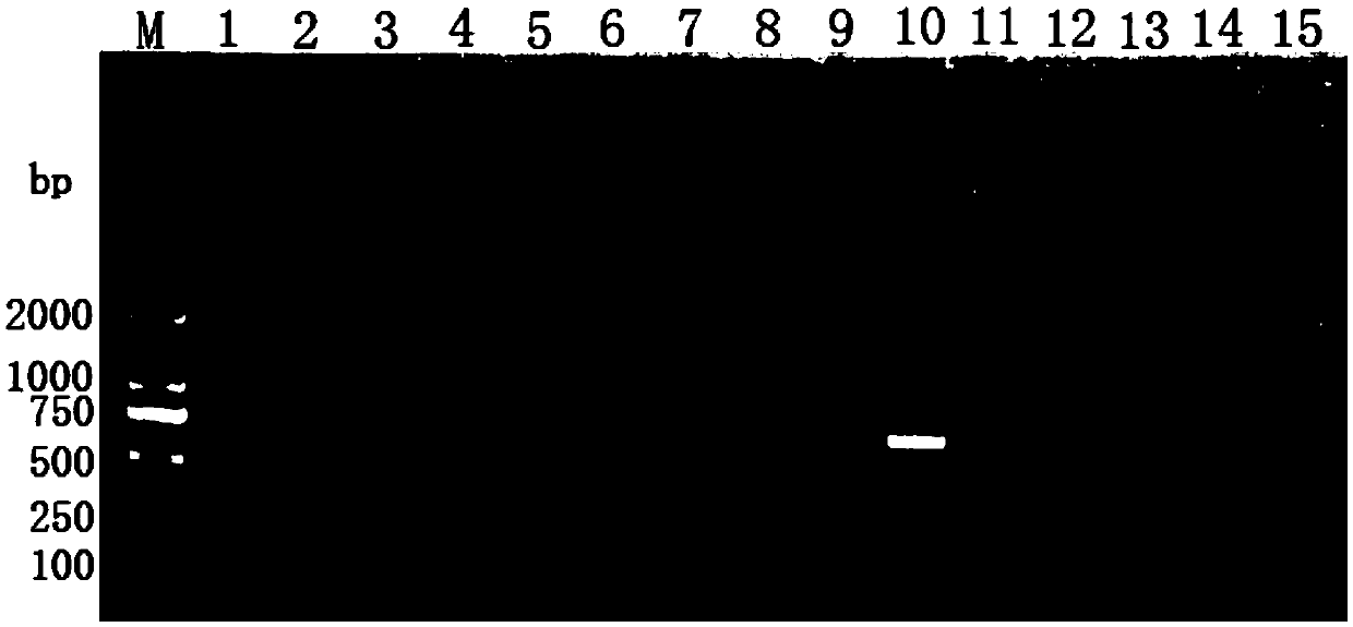 Primer pair and method for identifying hericium erinaceus houjie No.2 or large hericium erinaceus