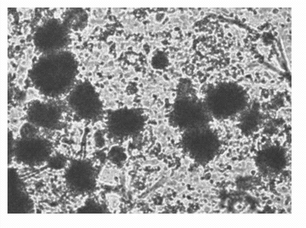 Method for culturing citric acid fermenting seeds and method for preparing citric acid by fermenting