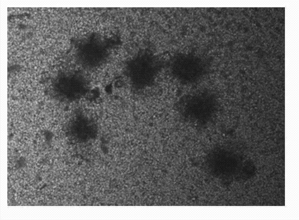 Method for culturing citric acid fermenting seeds and method for preparing citric acid by fermenting