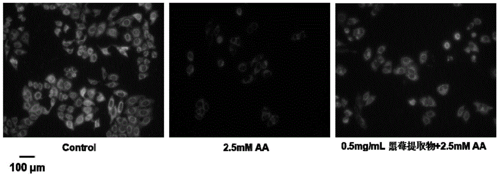 Blackberry extract and application of blackberry extract in preparation of liver cell oxidative damage inhibitor