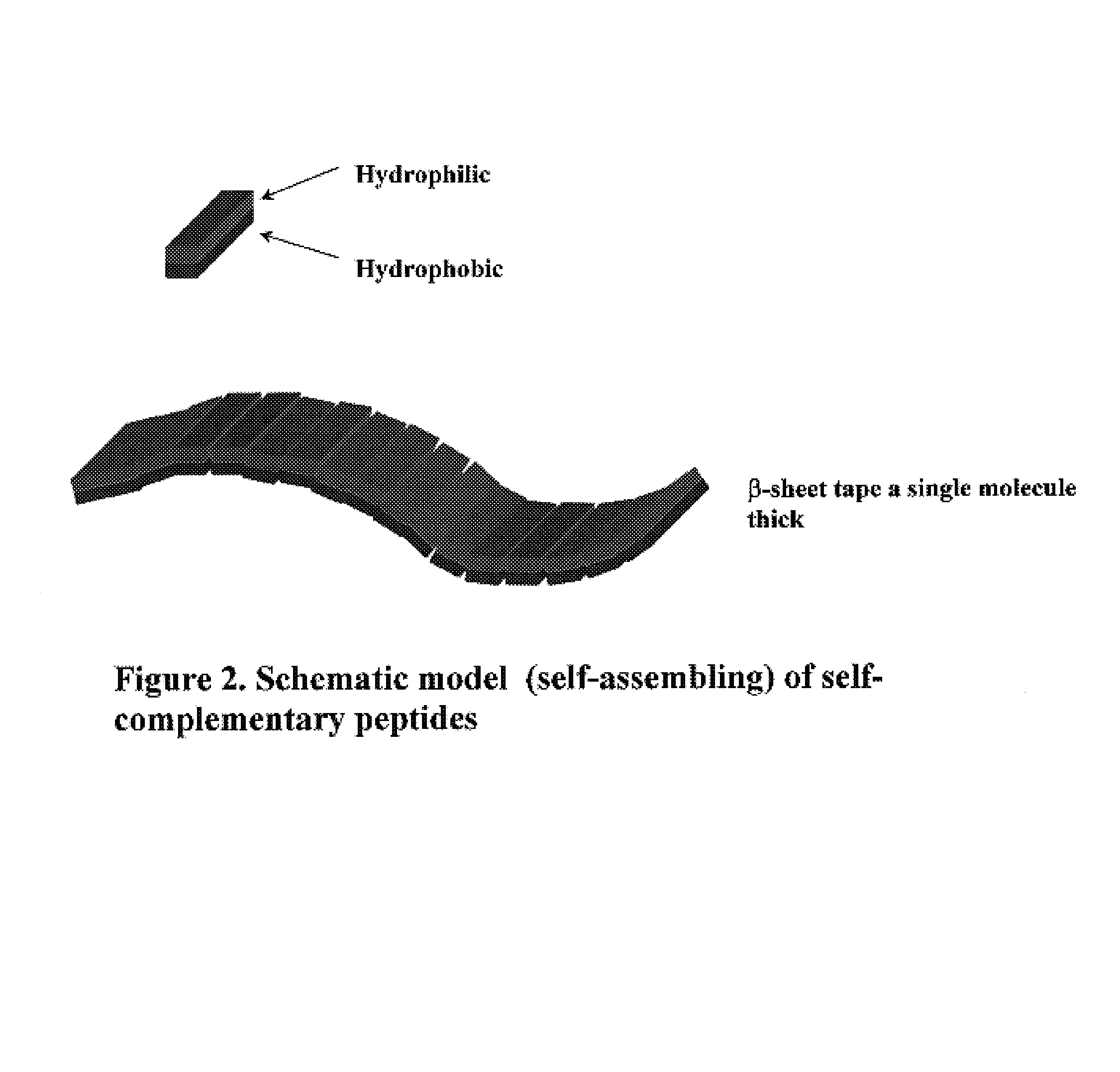 Self-assembling peptides incorporating modifications and methods of use thereof