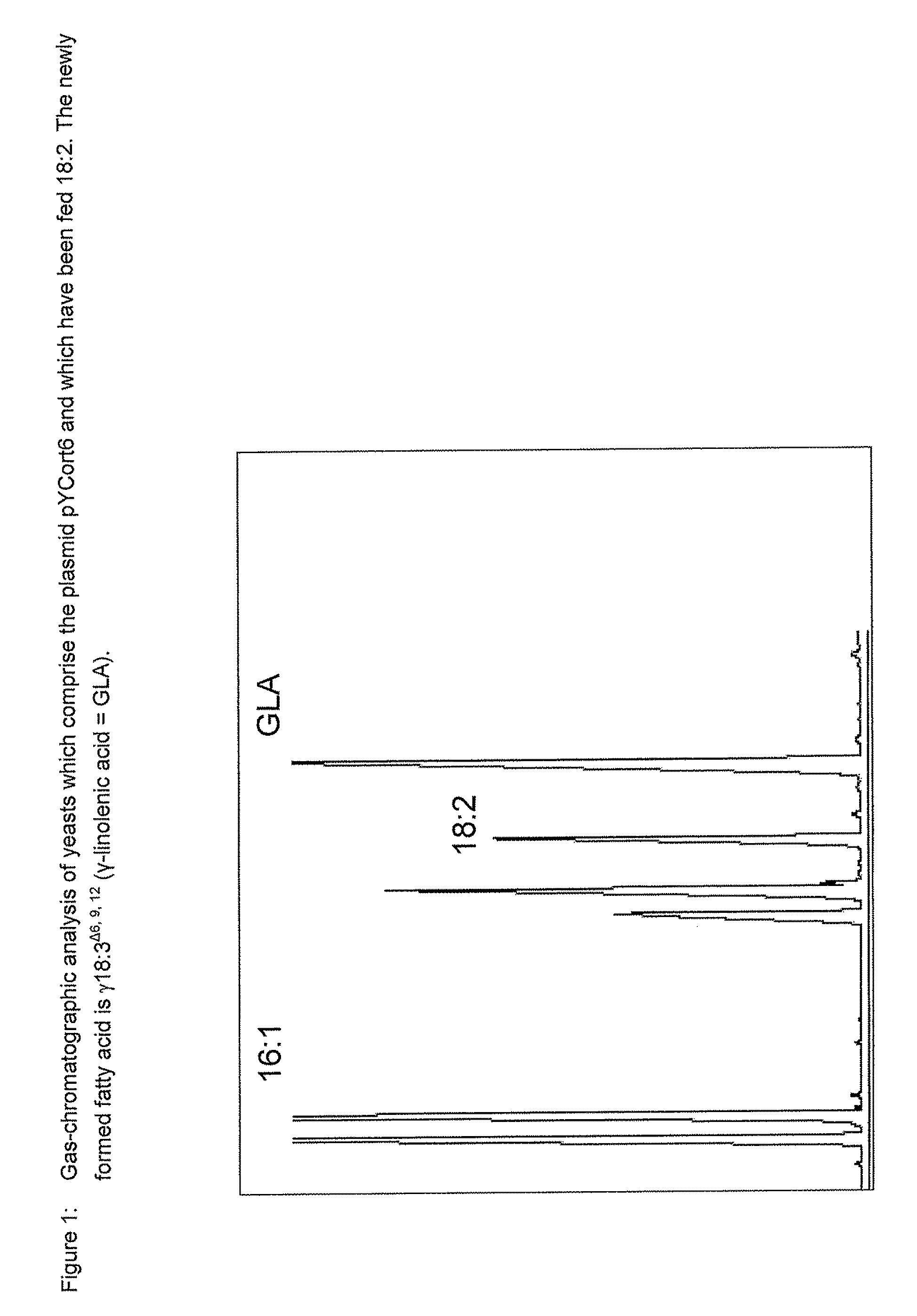 Method for the production of γ-linolenic acid and/or stearidonic acid in transgenic Brassicaceae and Linaceae