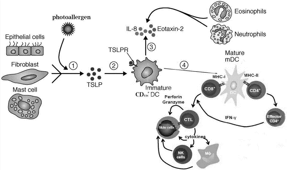 Application of sinomenine in preparation of drug for treating photosensitive dermatitis