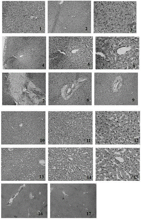 Composite underleaf pearl preparation and application in dietary for dog