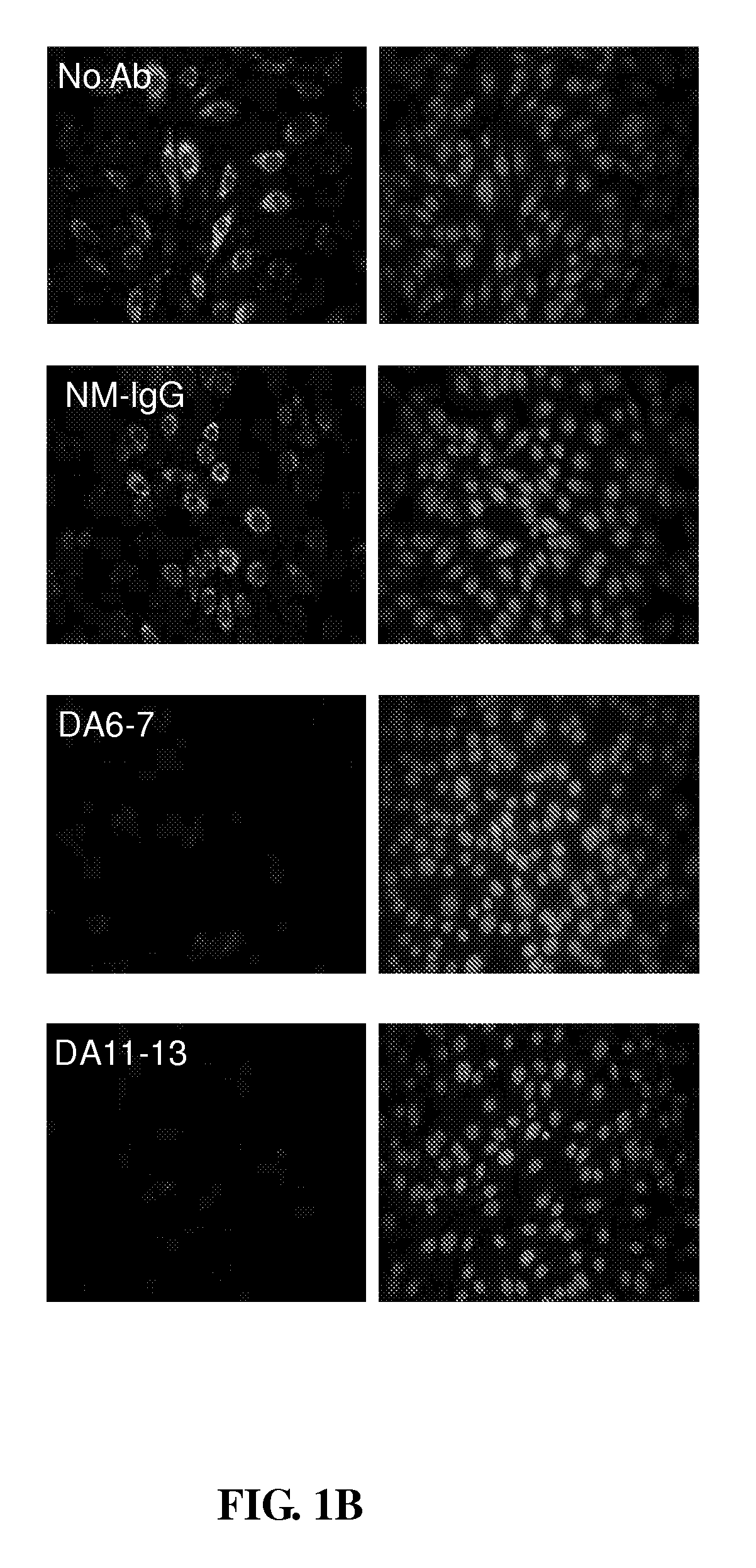 Antigen of Dengue Virus Type 1