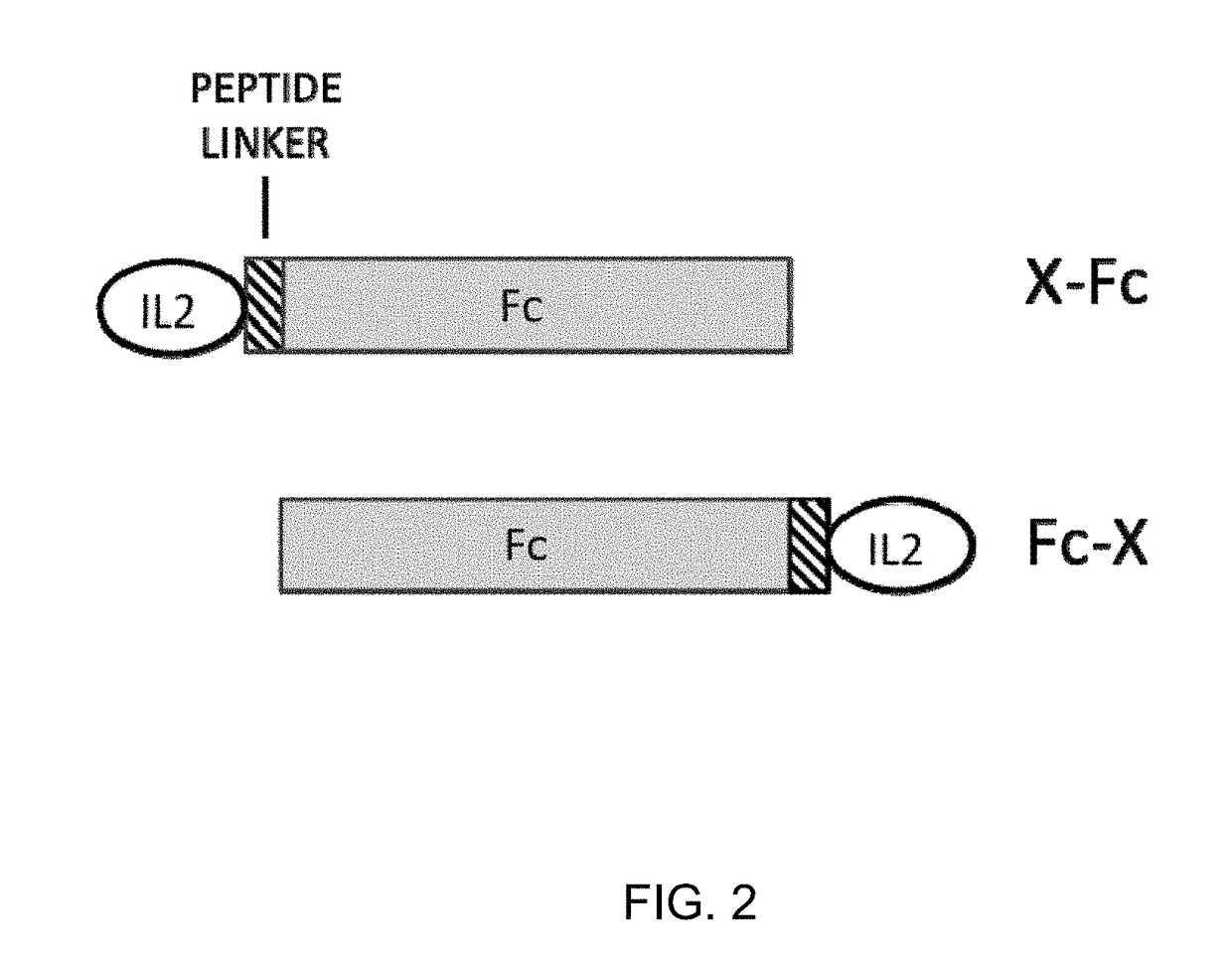 Molecules that selectively activate regulatory t cells for the treatment of autoimmune diseases