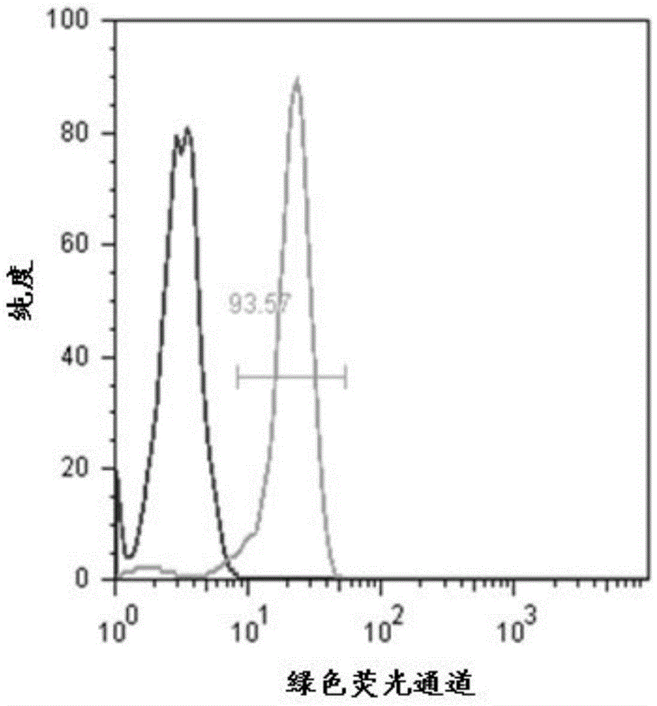 Optimized human-body symbiotic lactobacillus peptidoglycan, and extraction method and application thereof