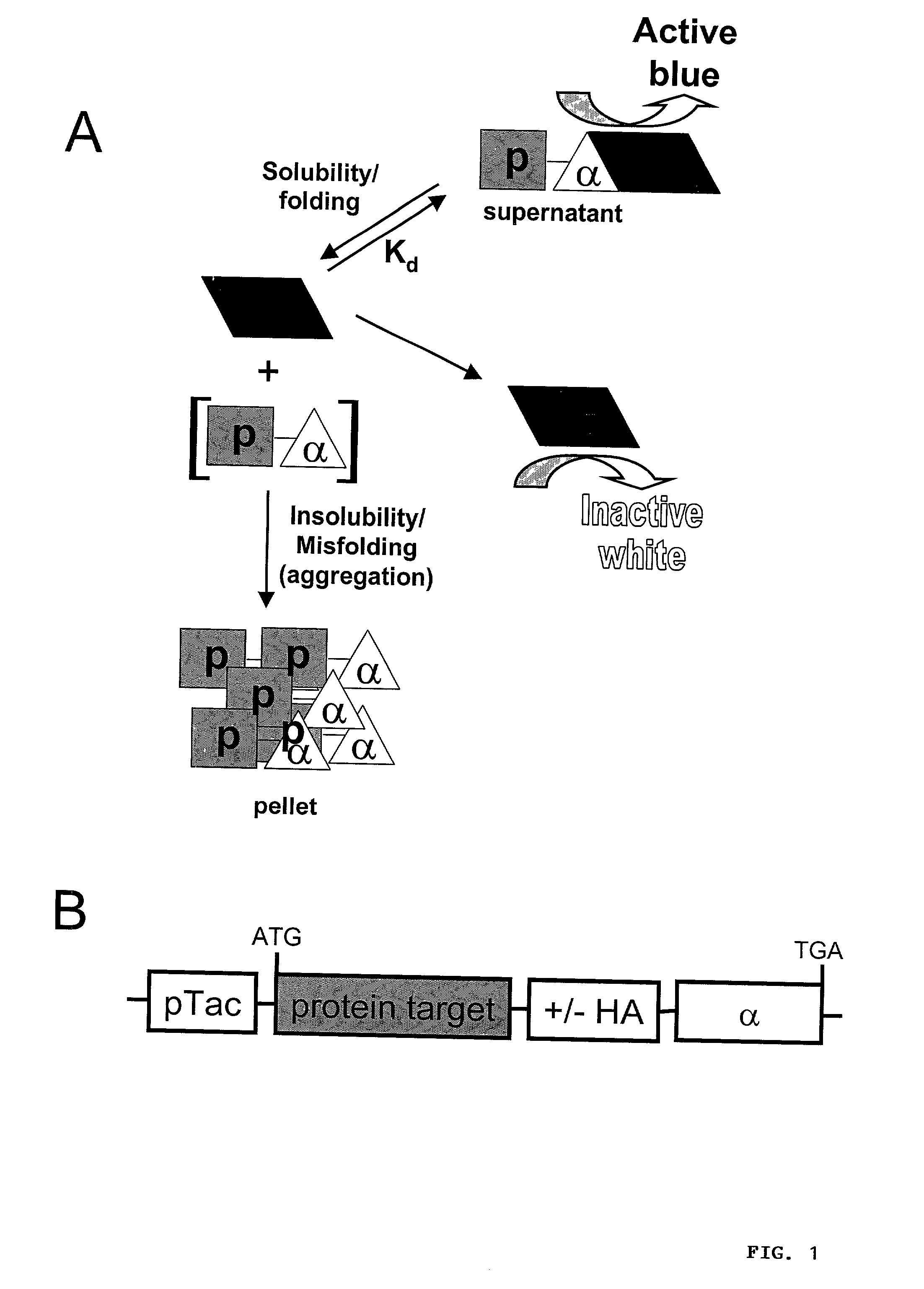 Protein/solubility folding assessed by structural complementation