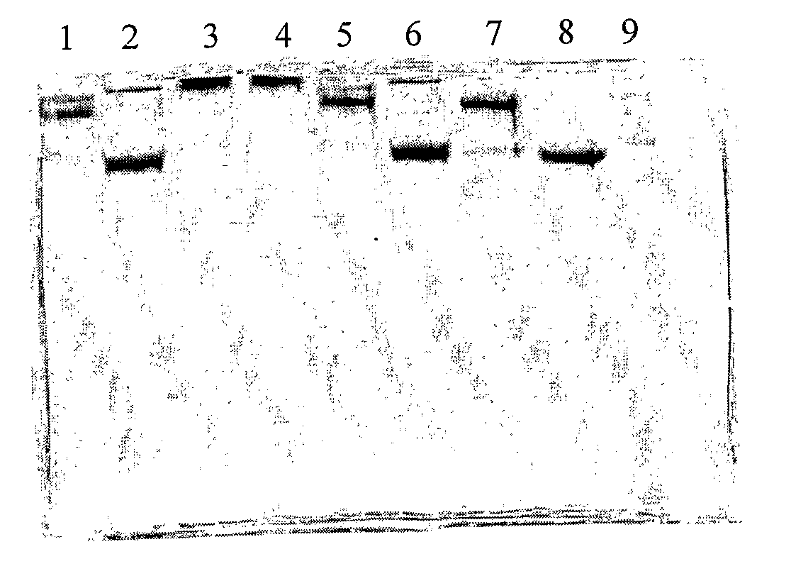 Method for Obtaining Modified Proteins and Viruses with Intact Native Binding Site