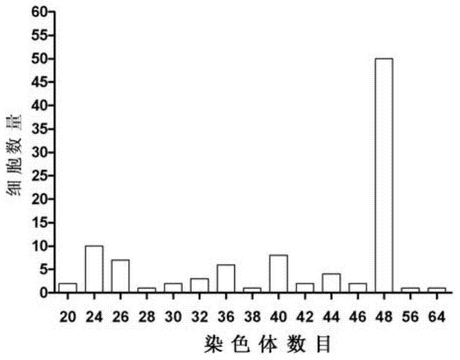 Pseudosciaena crocea head kidney cell line and construction method thereof