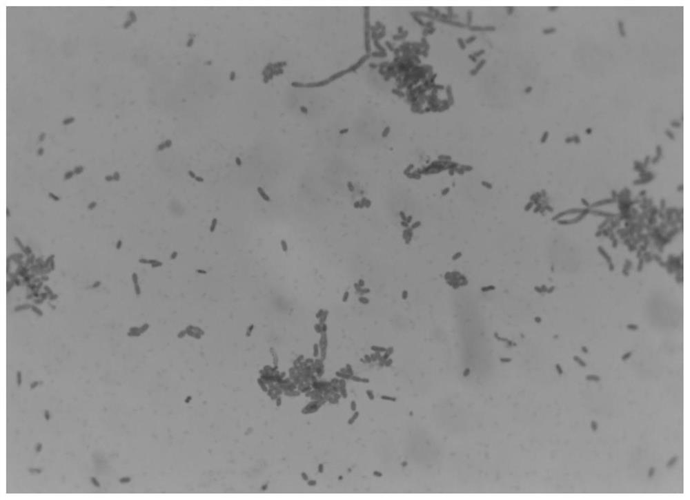 Microbial mixed inoculant for promoting soybean growth and application thereof