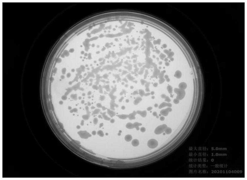 Microbial mixed inoculant for promoting soybean growth and application thereof