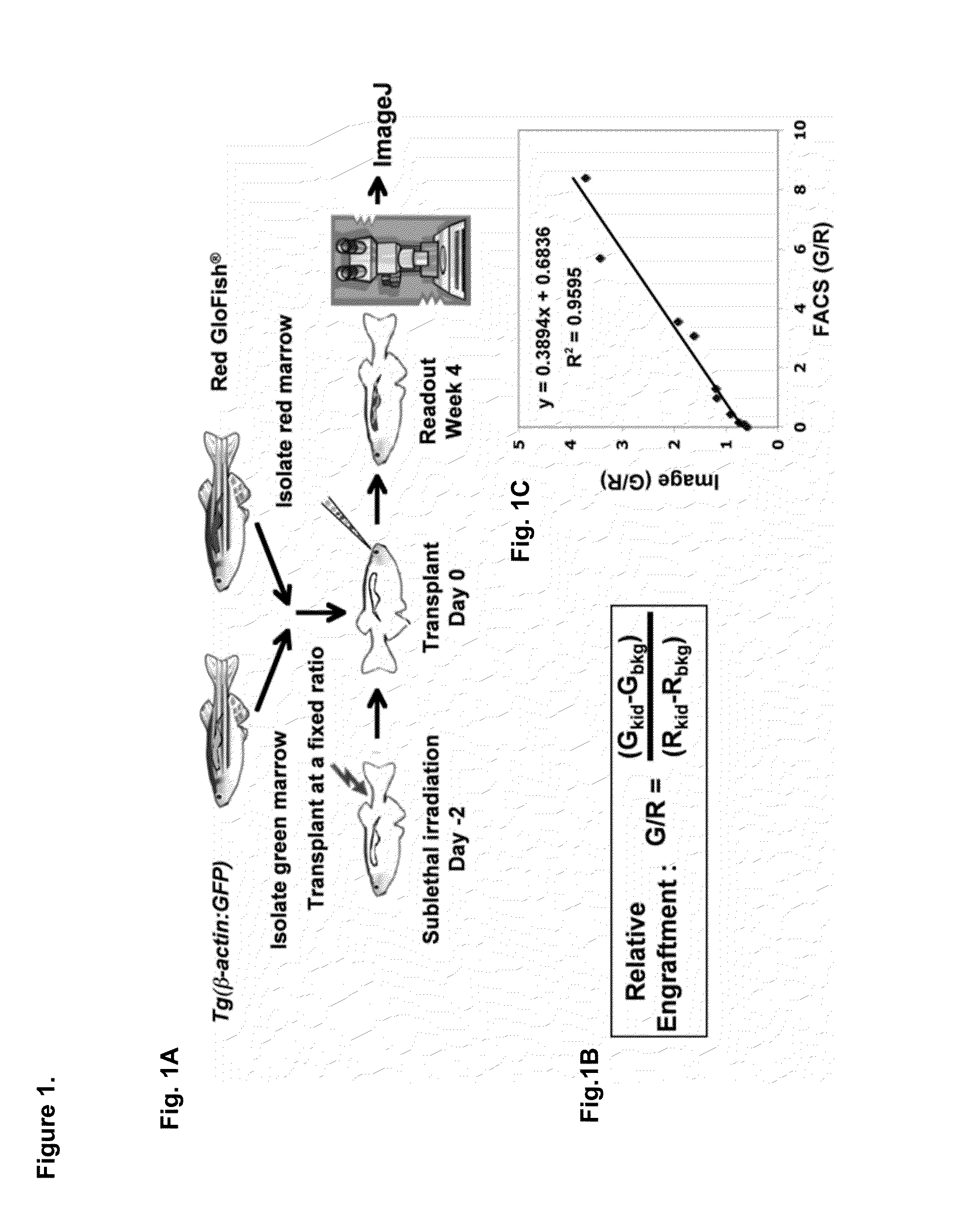 Methods for enhancing hematopoietic stem/progenitor cell engraftment