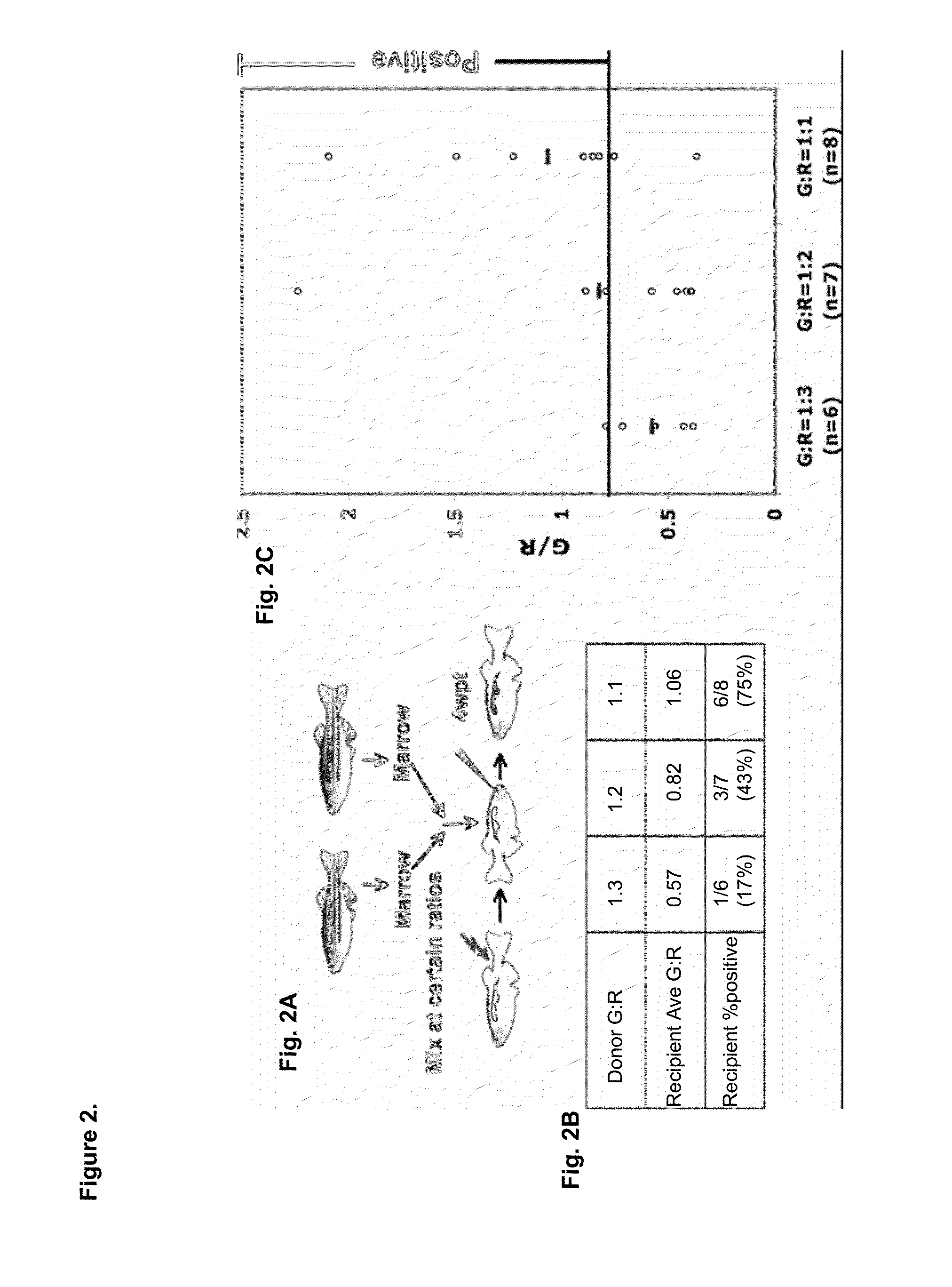 Methods for enhancing hematopoietic stem/progenitor cell engraftment