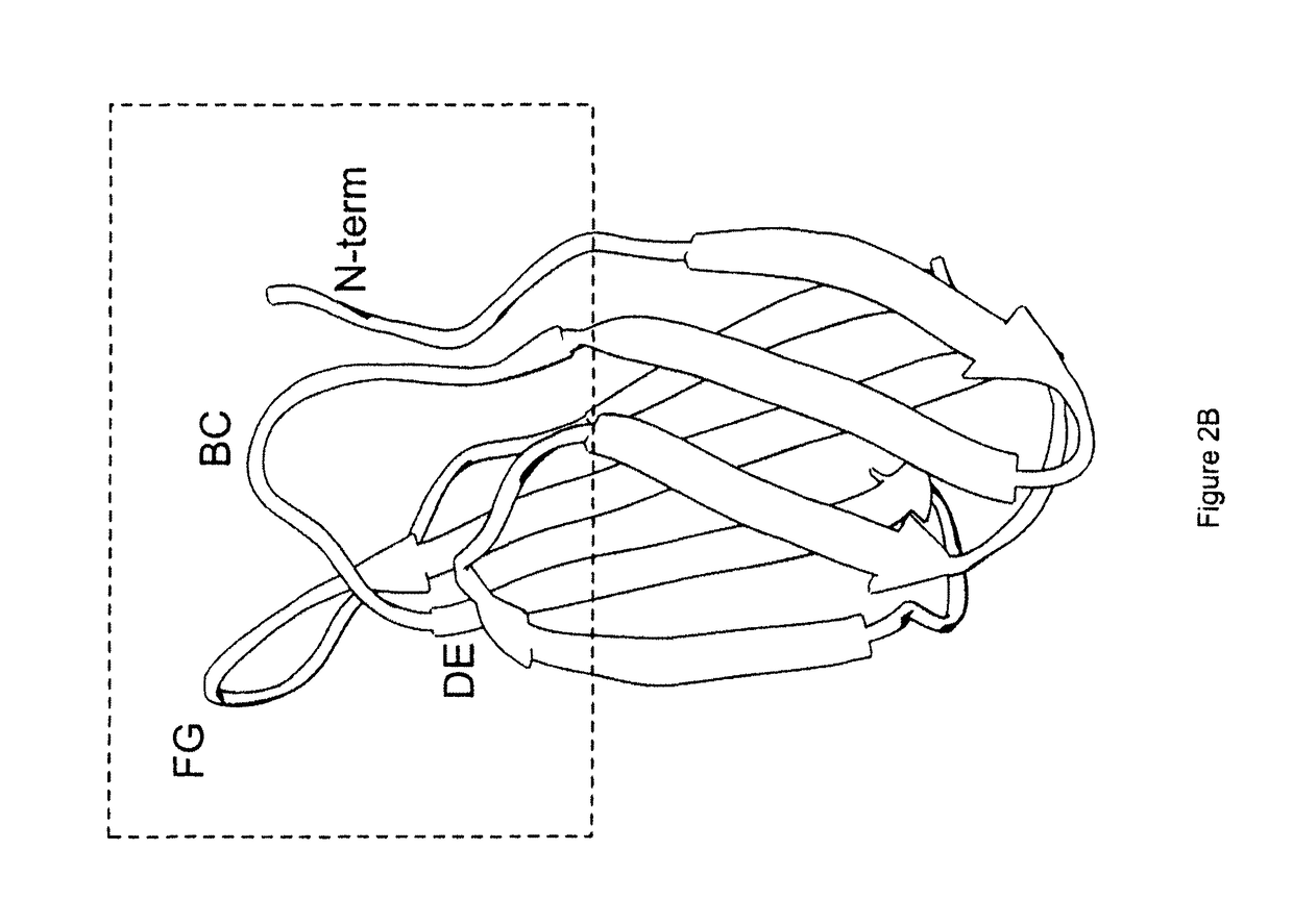 Universal fibronectin type III binding-domain libraries