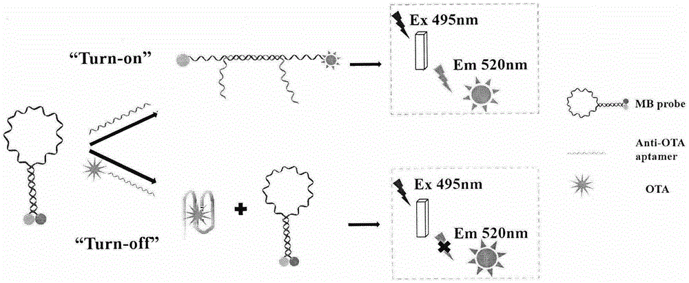 New method for rapidly detecting ochratoxin A through molecular beacon probe