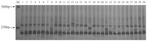 Ilp Molecular Marker Primer of Arrowhead Pea and Its Application in Variety Identification