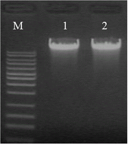 Alginate lyase SHA-2 gene and expression vector thereof