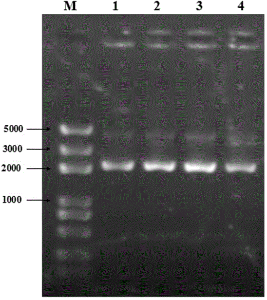 Alginate lyase SHA-2 gene and expression vector thereof