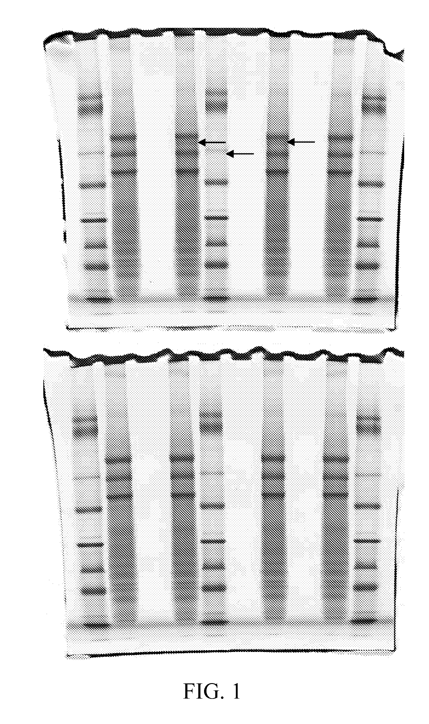 Compositions and Methods for Improving Resolution of Biomolecules Separated on Polyacrylamide Gels