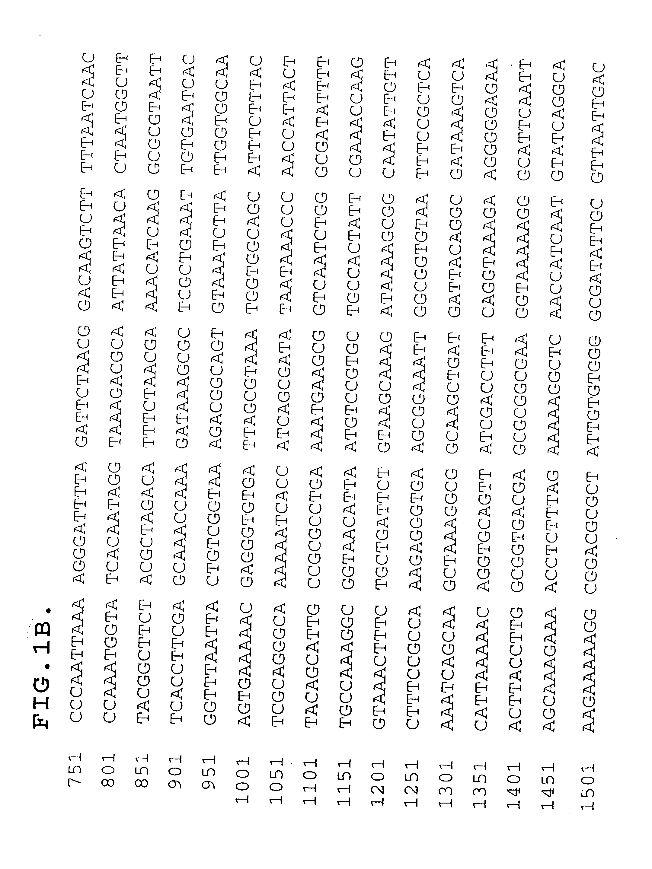 High molecular weight surface proteins of non-typeable haemphilus