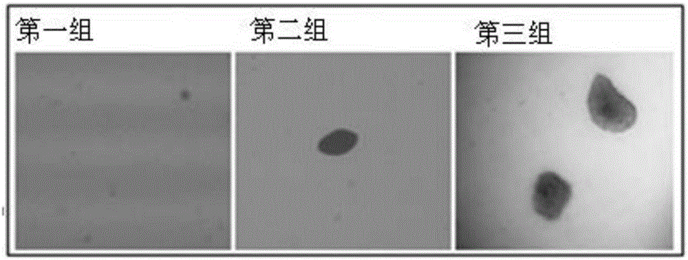 Exposing method for transformation-mode nanomaterial induced mammalian cell malignant transformation