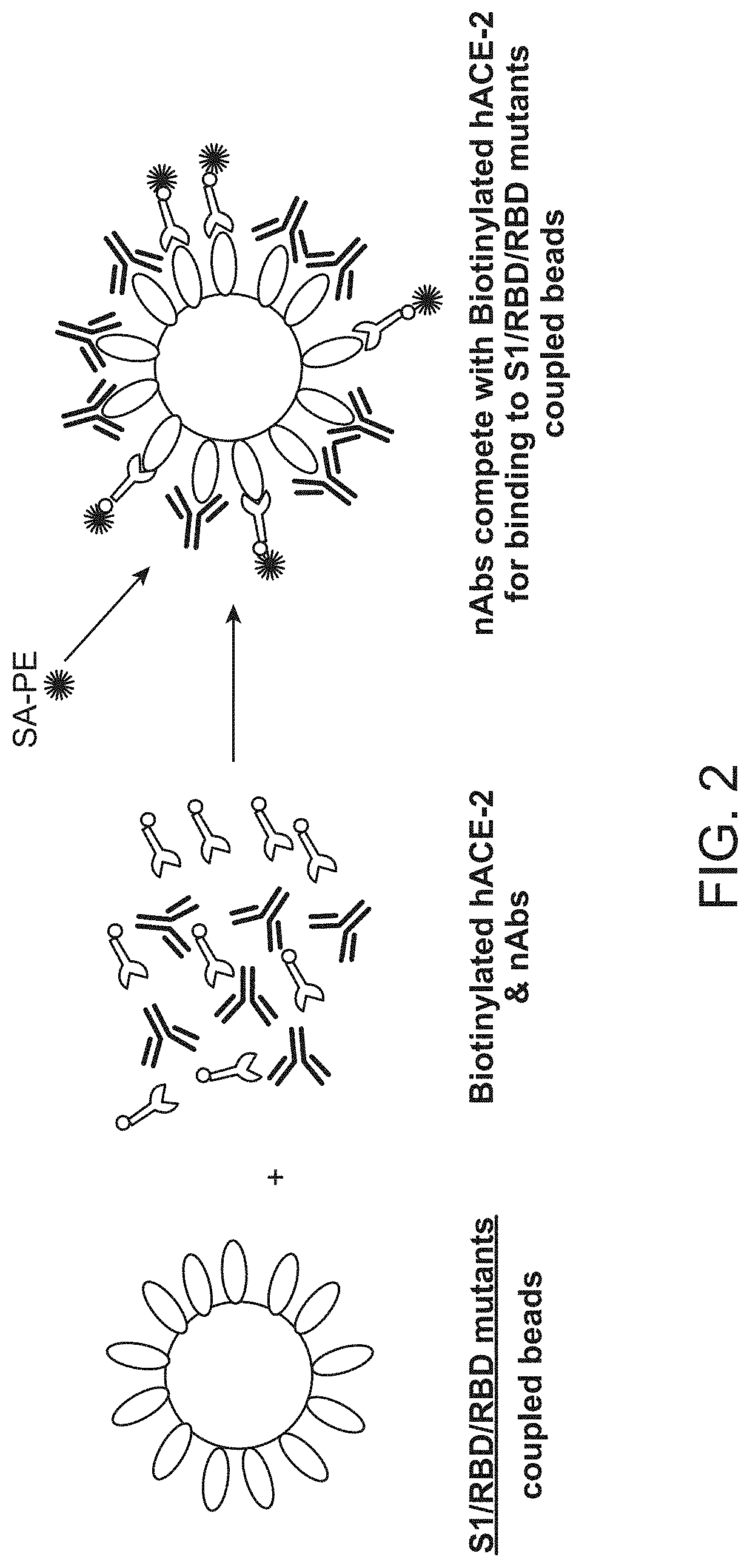 Immunoassay for sars-cov-2 neutralizing antibodies and materials therefor