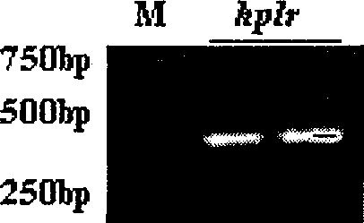 Wheat hpfw gene, expression production and uses thereof